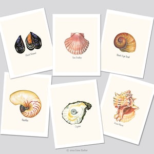Tarjetas de concha marina, conjunto de 6 tarjetas de notas de concha de mar, tarjetas de arte shell, botánico, tipos de conchas, verano, costa, vacaciones