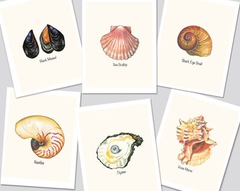 seashell　4枚 Seashell Cards, Set of 6 Sea Shell Notecards, Shell Art Cards