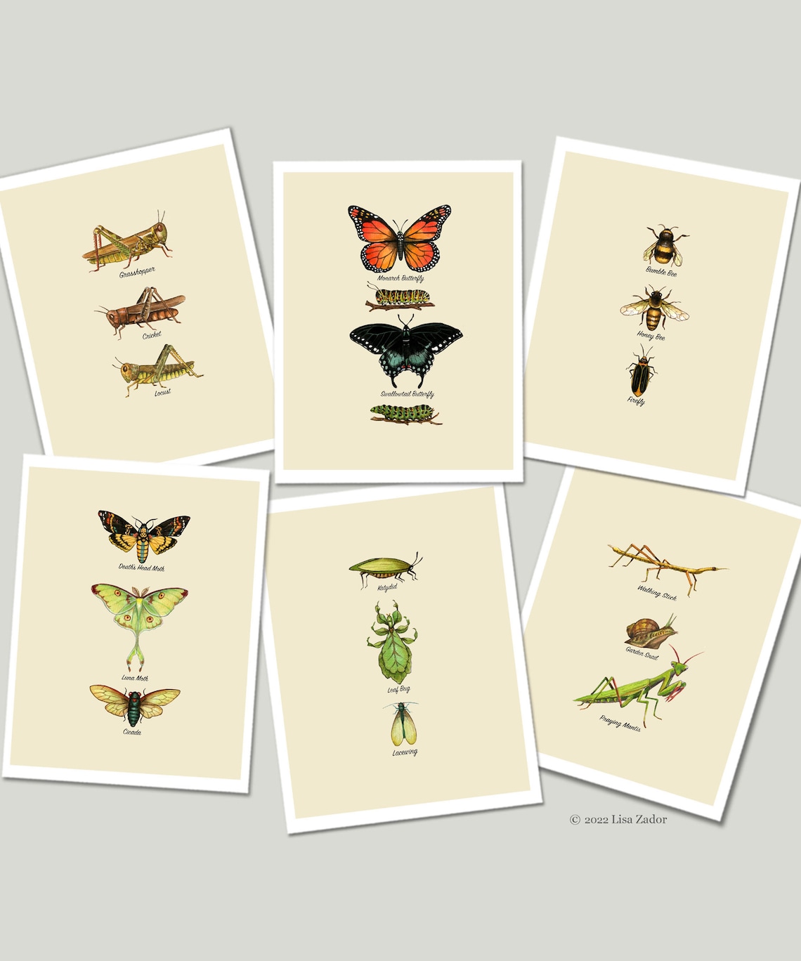 Insect Cards Insect Chart Notecards Naturalist Card Set | Etsy