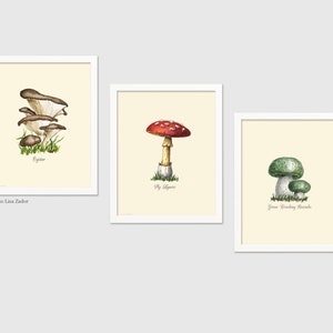 Mushroom Food Kitchen Print with Colorful Poisonous and Non-Poisonous Mushrooms image 3