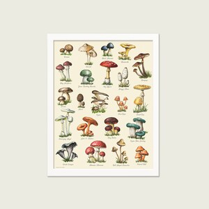 Mushroom Food Kitchen Print with Colorful Poisonous and Non-Poisonous Mushrooms image 2