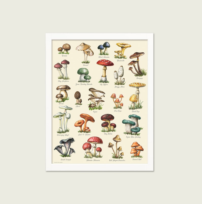 Mushroom Food Kitchen Print with Colorful Poisonous and Non-Poisonous Mushrooms image 2