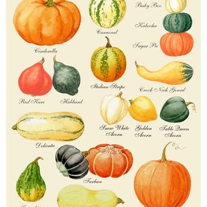 May include: A watercolor illustration of 14 different types of pumpkins and gourds, including Cinderella, Carnival, Baby Boo, Kabocha, Sugar Pie, Italian Stripe, Crook Neck Gourd, Red Kuri, Hubbard, Delicata, Snow White Acorn, Golden Acorn, Table Queen Acorn, Turban, Curcubita, Butternut, and Jack O' Lantern.
