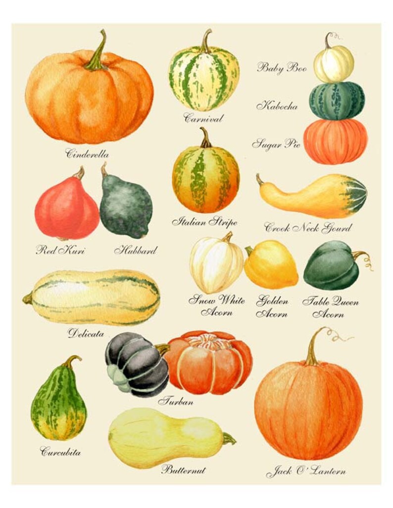 May include: A watercolor illustration of 14 different types of pumpkins and gourds, including Cinderella, Carnival, Baby Boo, Kabocha, Sugar Pie, Italian Stripe, Crook Neck Gourd, Red Kuri, Hubbard, Delicata, Snow White Acorn, Golden Acorn, Table Queen Acorn, Turban, Curcubita, Butternut, and Jack O' Lantern.