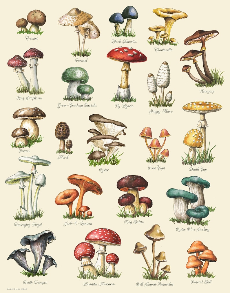 Mushroom Chart