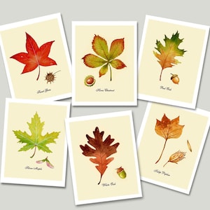 Foglia di autunno foglia carte, Note Cards, carte di caduta, ringraziamento, Halloween, torna a scuola, tipi, varietà di alberi