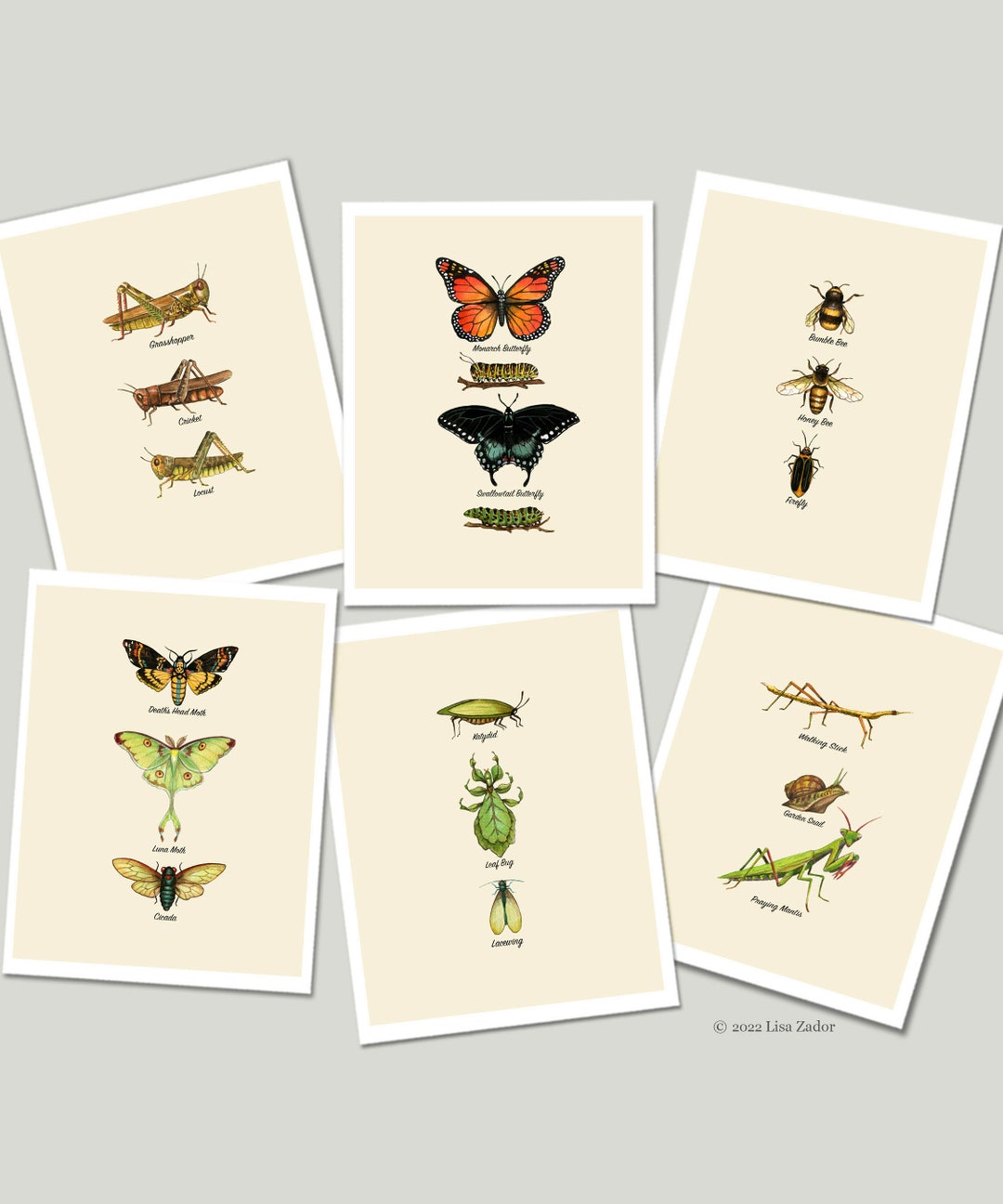 Insect Chart Cards From Original Artwork - Naturalist Card Set With ...