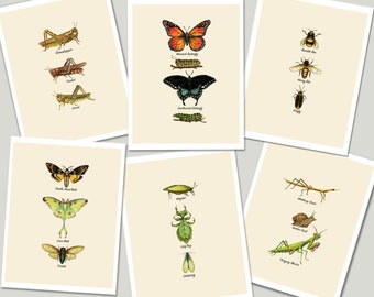 Insect Cards, Insect Chart Notecards, Naturalist Card Set, Garden Bugs, Insect Identification, Entomology, Science Cards