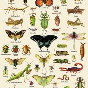 Insect Chart Print, Insect Art, Insect Poster, Nature Print, Entomology ...