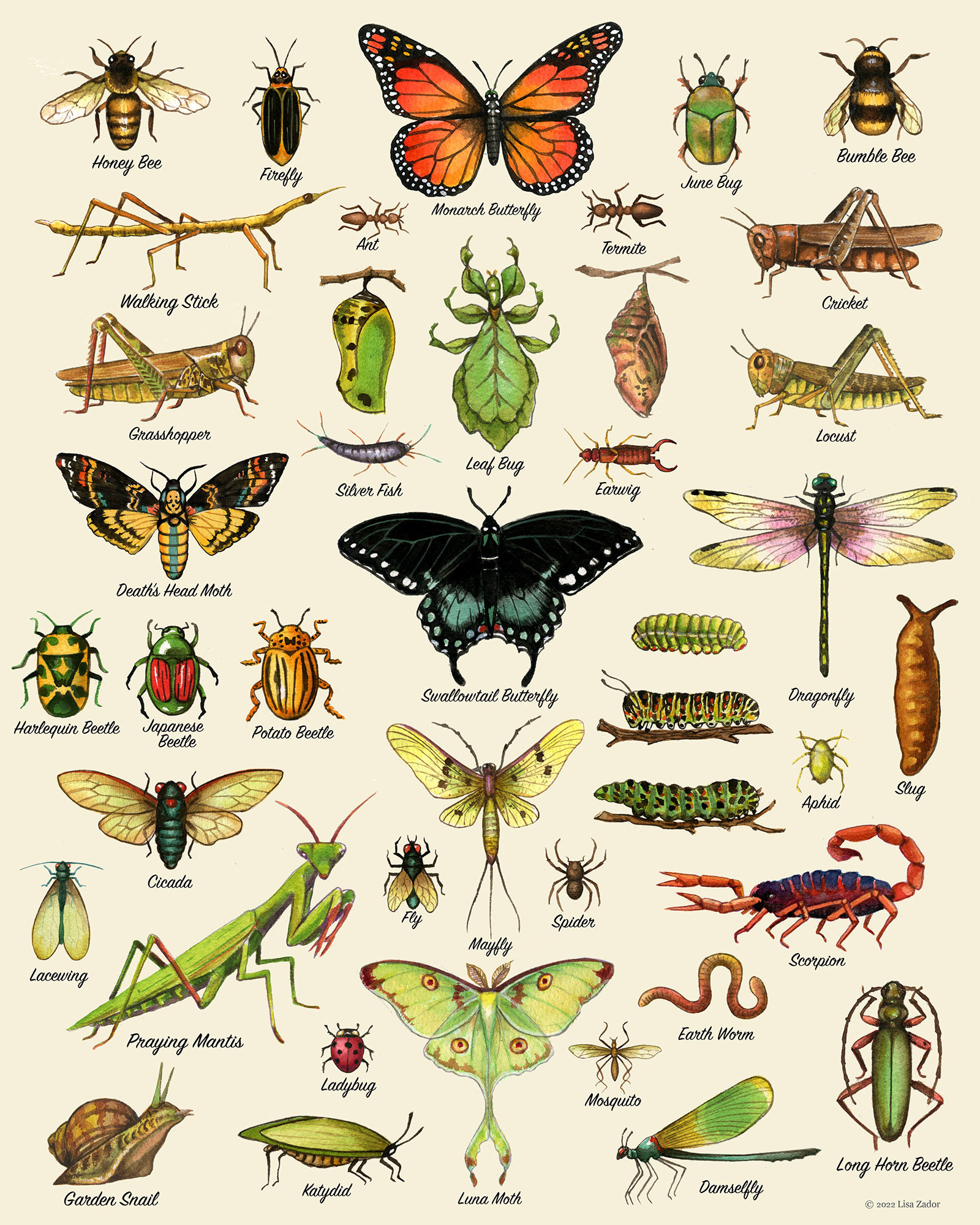 Insect Chart Print Insect Art Insect Poster Nature Print - Etsy