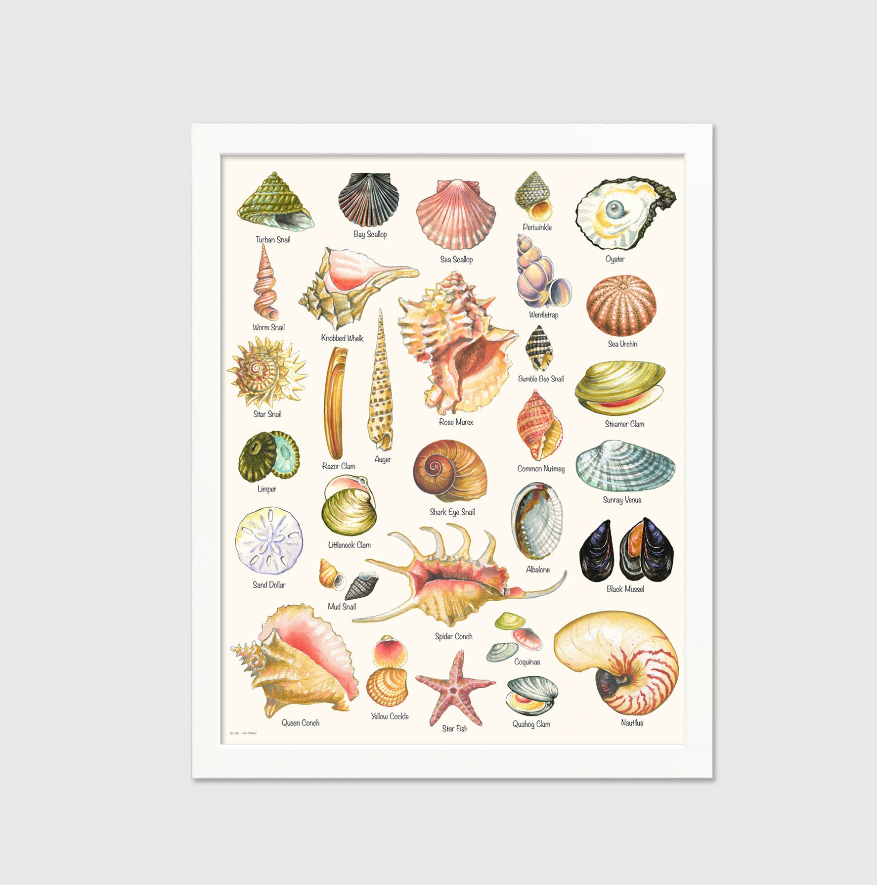 Seashell Print Shell Varieties Print Shell Chart summer - Etsy UK