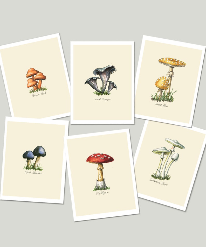 Mushroom Food Kitchen Print with Colorful Poisonous and Non-Poisonous Mushrooms image 5