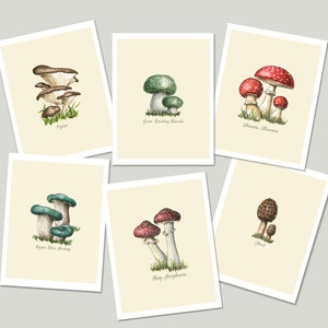 Cartões de variedades de cogumelos da arte original - conjunto de 6 cartões da natureza e envelopes com cogumelos venenosos e não venenosos