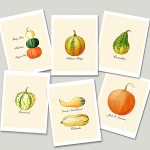 May include: Set of six printable cards featuring illustrations of different types of gourds and squashes, including Baby Bee, Kabocha, Sugar Pie, Curcubita, Italian Stripe, Carnival, Crock Neck Gourd, Delicata, and Jack O' Lantern.