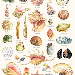 Seashell Summer Beach House Print, with Varieties of Shells in Watercolor Style, Vacation Hostess Gift or Mother's Day Gift