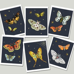 Karty ćmy i świetlika, Karty notatek ćmy, Zestaw kart owadów, Stworzenia nocne, Przyrodnik, Nauka, Entomologia, Lepidoptera