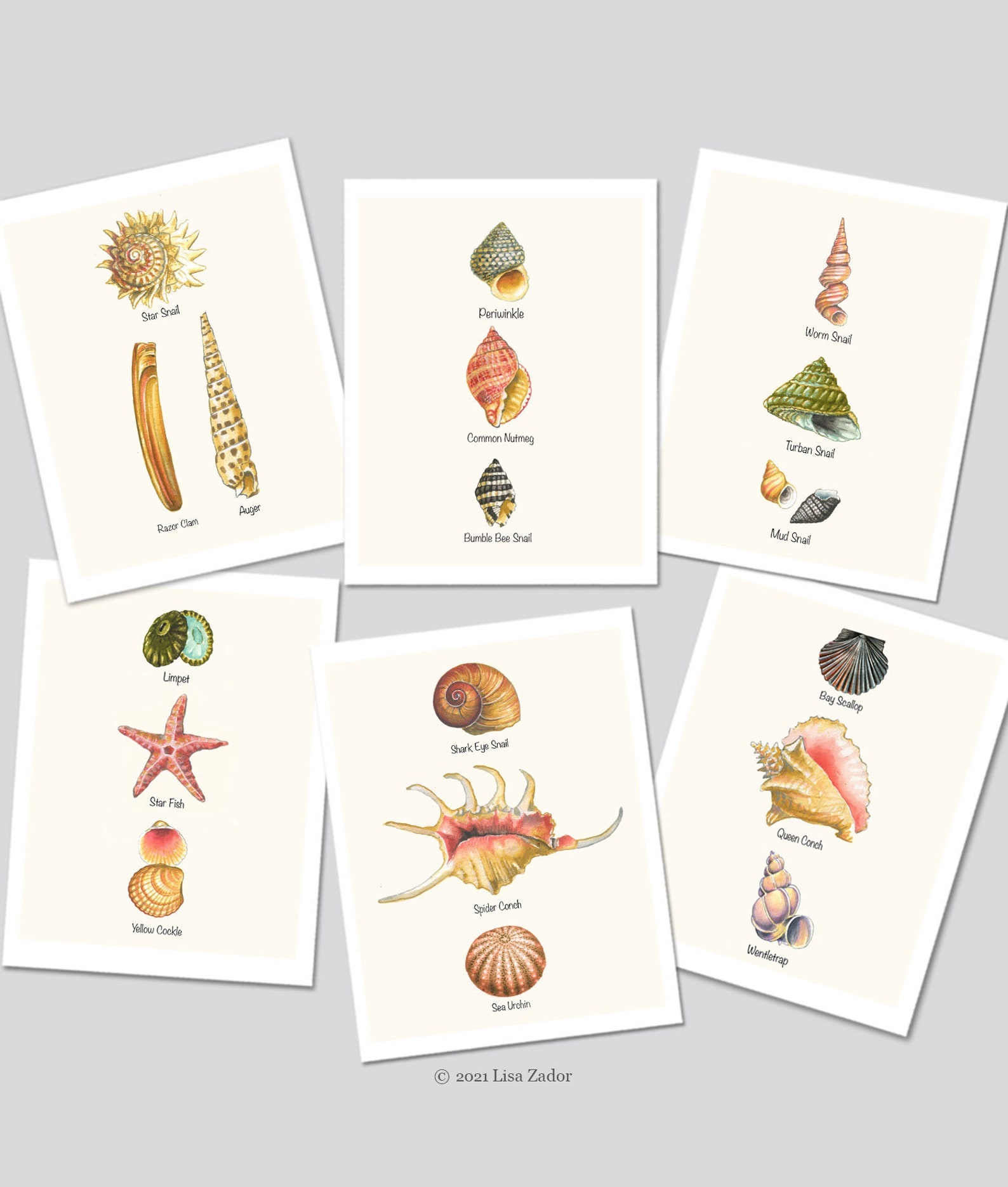 Seashell Cards Set of 6 Sea Shell Notecards Shell Art Cards | Etsy
