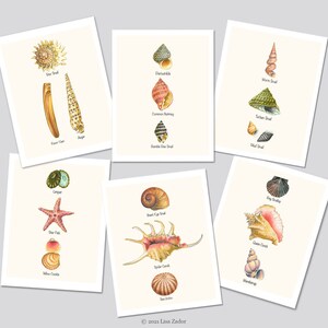 Seashell Cards, Set of 6 Sea Shell Notecards, Shell Art Cards ...