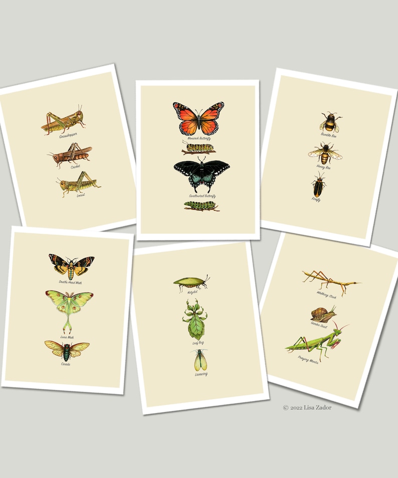 Insect Color Chart Insect Chart Print From Original Artwork With Types of Different Insect ...