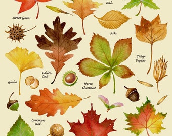 Autumn Leaves Print, Leaf Varieties, Types of Leaves, Seeds, Fall Colors, Harvest, Leaf Chart, Thanksgiving, Halloween, October, Hostess