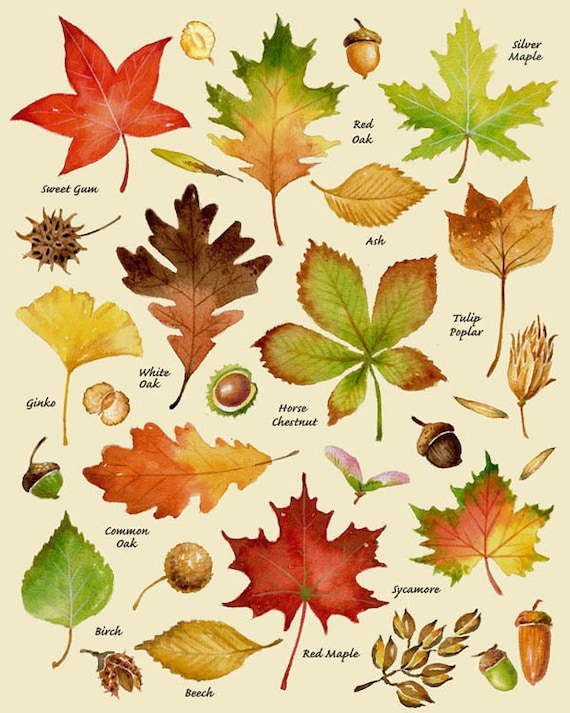 Fall Leaf Identifier  Leaves and Fall Foliage of New York