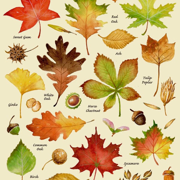 Autumn Leaves Print, Leaf Varieties, Types of Leaves, Seeds, Fall Colors, Harvest, Leaf Chart, Thanksgiving, Halloween, October, Hostess