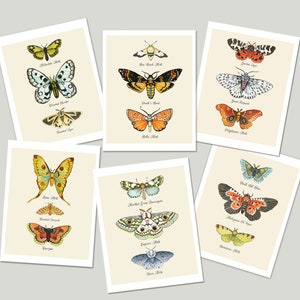 Moth Varieties Cards from an Original Watercolor Painting in a set 6 of Blank Cards with white envelopes