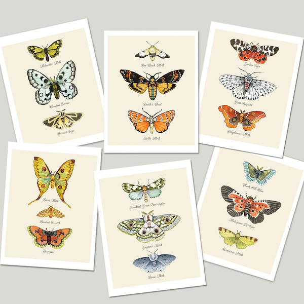 Watercolor Moth Cards, Set of 6 Blank Note Cards