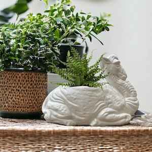 May include: A white ceramic camel planter with a green fern plant inside. The planter is sitting on a woven wicker table with a brown and black patterned pot with a green plant inside.