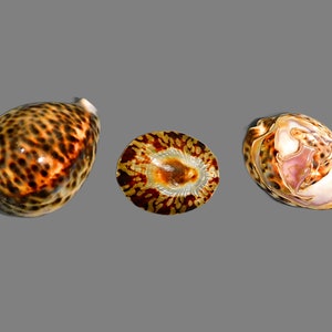 May include: Three seashells, one with a brown and black spotted pattern, one with a brown and white spotted pattern, and one with a white and pink interior.
