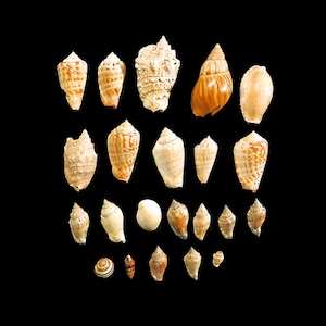 Lot of 22 Seashells - Great for Crafting or Home Decor 100% Authentic and Unique