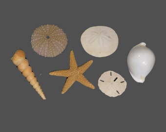 Collection of 6 Sea Shells - Sea Urchin - Auger or Turret - Sand Dollar - Star Fish - Polished White Shell