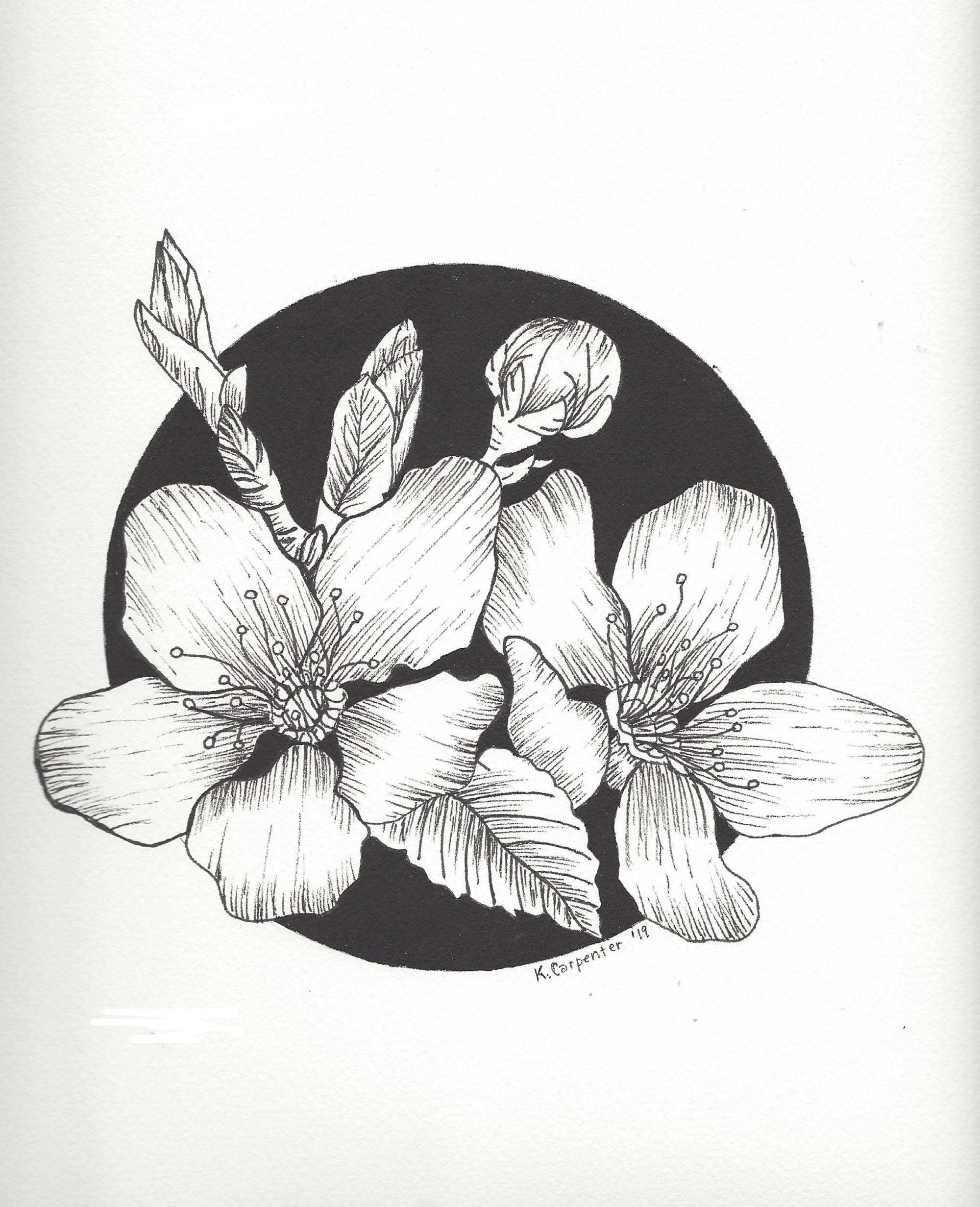 Original Pen Ink Drawing of Flowers on Archival Watercolor Paper Botanical Flower