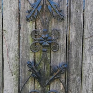 May include: Ornate black metal garden gate detail against weathered wooden planks. The gate features symmetrical scrollwork, stylized leaves, and floral elements, creating a vintage, decorative design. The gate is mounted on a vertical wooden fence.
