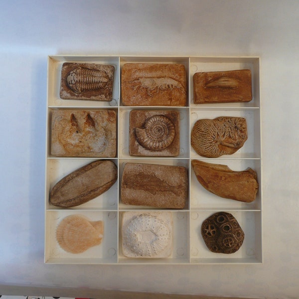 Mid-century Vintage Collection of 11 Man Made Replica Fossil Samples