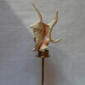 May include: A unique seashell, cream and peach in color, is mounted on a brass candlestick holder. The seashell has multiple pointed protrusions. The candlestick holder has a round base, a slender stem, and a small cup to hold the shell.