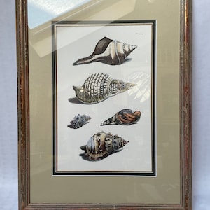May include: Framed print of five seashells in various shapes and sizes. The shells are painted in shades of brown, white, and black on a white background. The print is framed in a brown wooden frame.