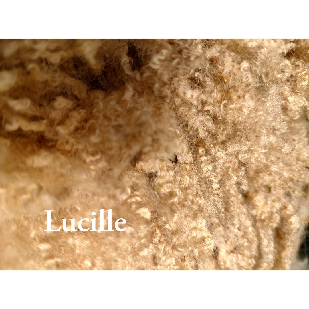 SOLD Shetland Raw Fleece Lucille - Etsy