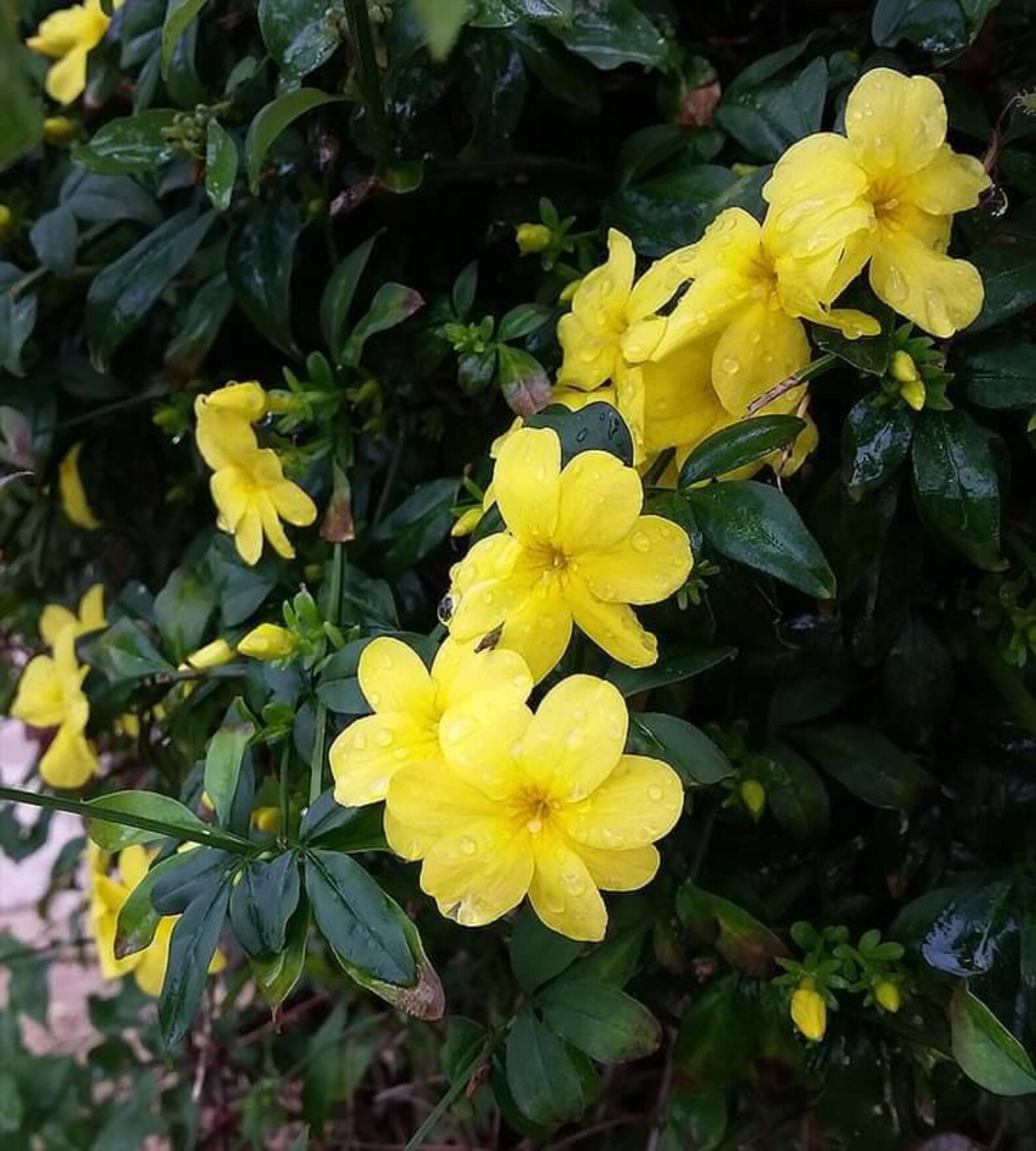LIVE PLANT Japanese jasmine bare root start primrose jasmine Etsy