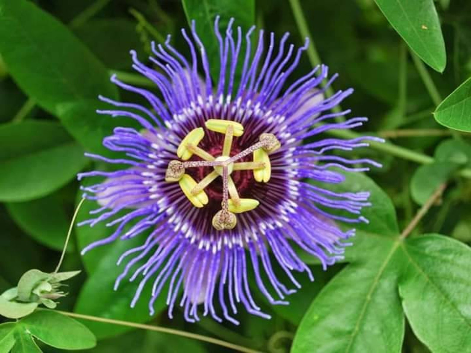 LIVE PLANT Texas purple passion flower vine Passiflora Etsy
