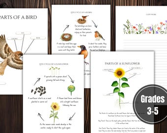SUMMER Nature Study Unit | Charlotte Mason Homeschool Nature Journal For Multiple Aged Children | Waldorf Homeschool | PDF Instant Download