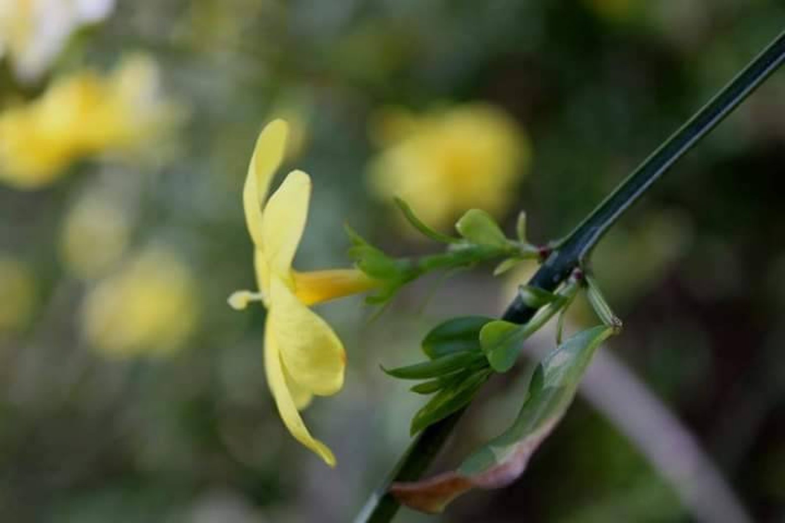 LIVE PLANT Japanese jasmine bare root start primrose jasmine Etsy