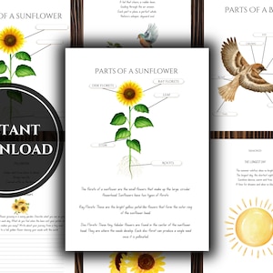 Unidad de estudio de la naturaleza de VERANO / Diario de naturaleza de educación en casa de Charlotte Mason para niños de diferentes edades / Educación en casa Waldorf / Descarga instantánea en PDF