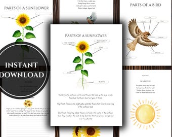 SUMMER Nature Study Unit | Charlotte Mason Homeschool Nature Journal For Multiple Aged Children | Waldorf Homeschool | PDF Instant Download