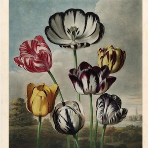 May include: A vintage-style botanical print featuring a collection of tulips in various colors. The tulips include red and white striped, yellow, and black and white blooms. The word "Tulips" is written in cursive at the bottom.