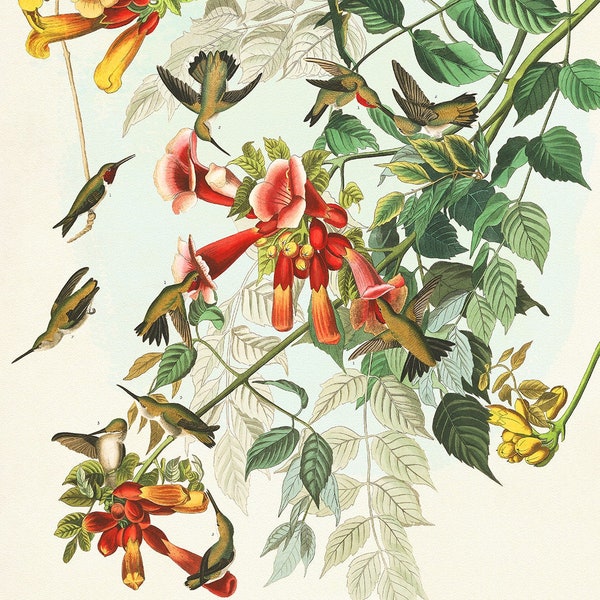 Audubon Ruby-throated Hummingbird Print, Audubon Birds of America, Botanical Art, Hummingbird Poster, Gift For Nature Lover, Natural History