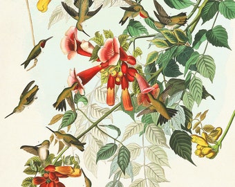 Colibri à gorge rubis Audubon, oiseaux Audubon d'Amérique, art botanique, affiche de colibri, cadeau pour amoureux de la nature, histoire naturelle