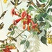 see more listings in the Audubon Vogel Drucke section