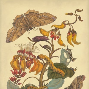 Black Witch Moth Print, Maria Sibylla Merian Botanical Art Poster