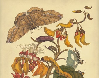 Black Witch Moth Print, Maria Sibylla Merian Botanical Art Poster